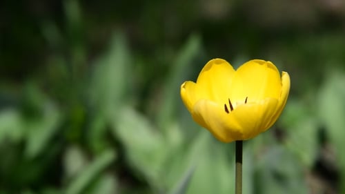 Vibrant Yellow Tulip Blooming in a Garden
