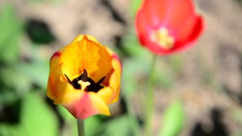 Blooming Tulip Flower in Vibrant Garden
