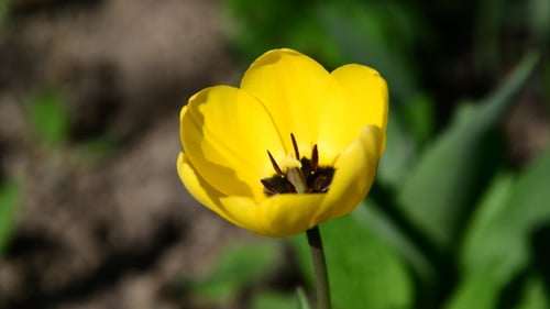 Yellow Tulip Blooms in Spring Sunshine