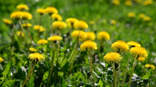 Viele gelbe Löwenzahn auf der Wiese