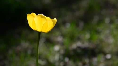 Bright Yellow Tulip Blooming in Springtime Sunlight