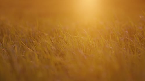 Young Wheat In The Light Of The Setting Sun