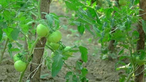 Green Tomato 2