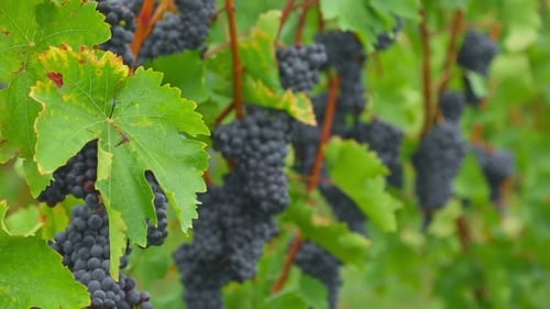 Rote Weintrauben