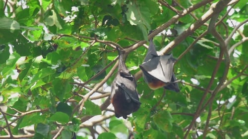 Flying Fox hängt an einem Ast und wäscht
