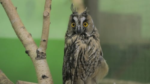 Owl Looking Around