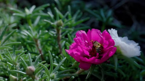 Close Up of One Honey Bee Flying Around Honeysuckle Flowers