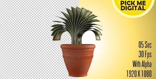 Money Plant