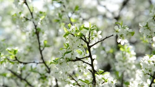 Die Zweige der Frühlingskirschblüten