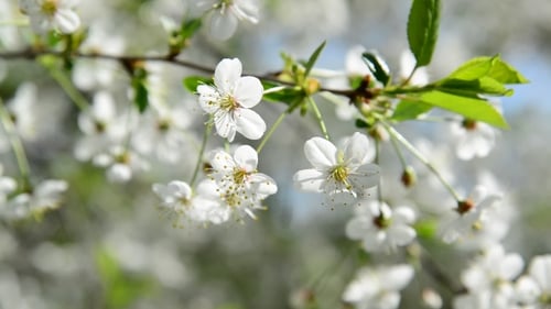 Spring Cherry Blossoms