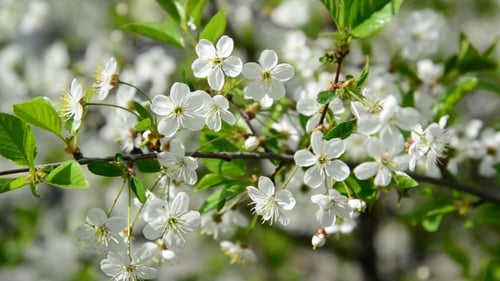 Die Zweige der Frühlingskirschblüten