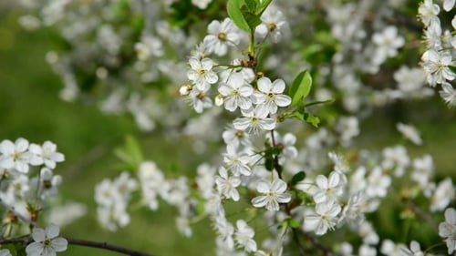 Spring Cherry Blossoms