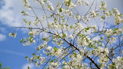 Blossoming Tree Flowers Against a Spring Sky
