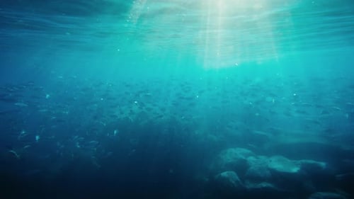 Fish Swim In The Sea