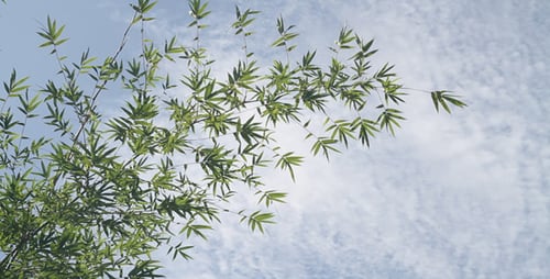Wind Blowing Bamboo II