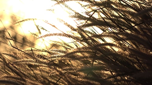 Wild Grass Blowing in Wind at Sunset