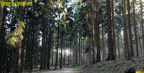 Morning In a Spring Forest