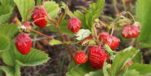 Wild Strawberries with Grasshopper in Natural Setting