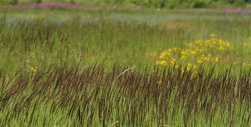 Lush Green Field of Wild Grass and Flowers