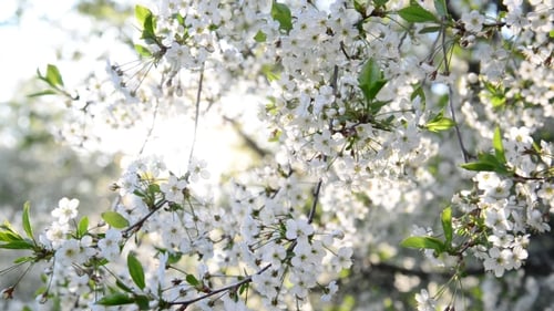 Kirschgarten blüht im Frühling reichlich