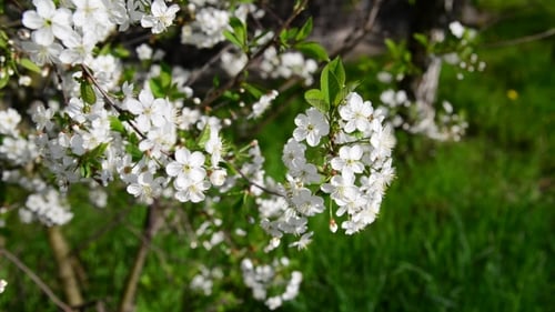 Cherry Orchard Abundantly Blooming
