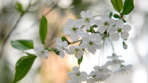 Cherry Branch In Abundant Flowering,