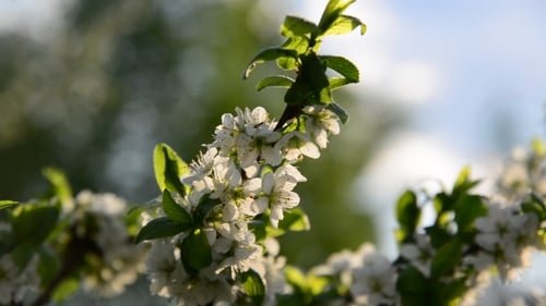 Flowers On Plum Tree In Spring On The Sunset