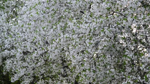 Cherry Orchard Abundantly Blooming In Spring