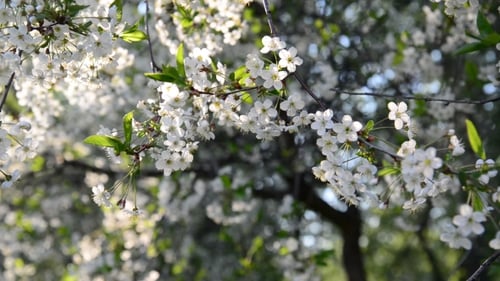 Kirschgarten blüht im Frühling reichlich
