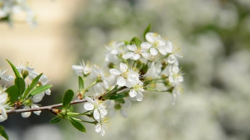 Cherry Branch In Abundant Flowering,