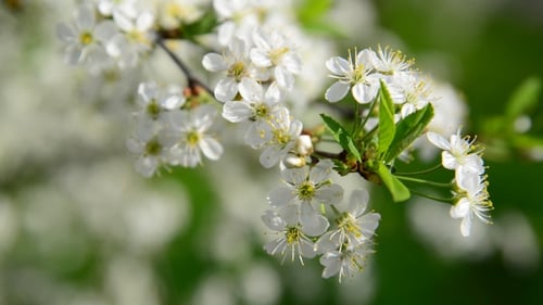 Cherry Branch In Abundant Flowering,
