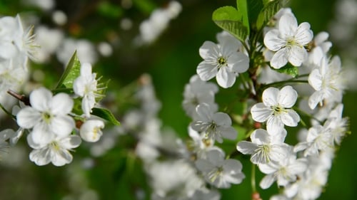 Kirschzweig in üppiger Blüte,