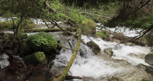 Rio de montanha na floresta em câmera lenta