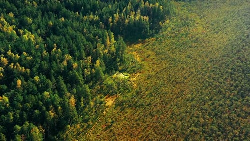 Vogelperspektive von Waldbäumen Wäldern, die am Herbsttag in der Nähe des Sumpf-Hochlandsumpfes wachsen