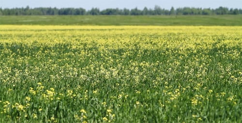 Field Of Yellow Wildflowers