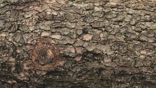 Schuss Baumrinde. Holzindustrie - Natur.