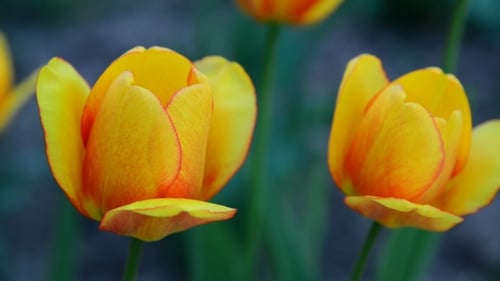 Vibrant Yellow Tulips Blooming in a Garden