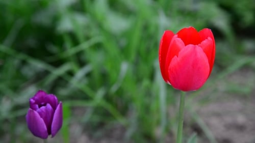 Red and Purple Tulips Blooming in a Field