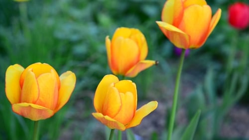 Vibrant Yellow Tulips Blooming in a Green Garden