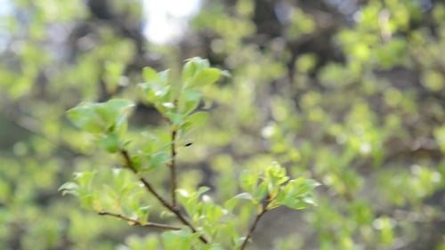 Young Budding Leaves On Tree