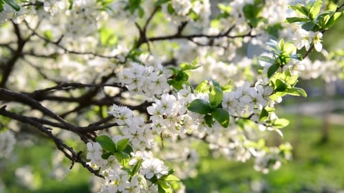 Flowering Plum Trees In Park At Spring