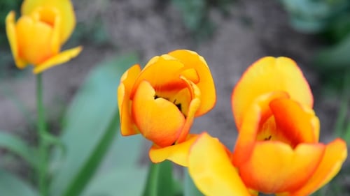 Blooming Yellow Tulips in the Spring Garden