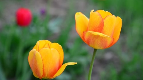 Close-up of Two Yellow Spring Tulips