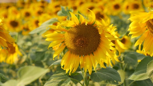 Vibrant Field of Yellow Sunflowers Blooming in Sunlight