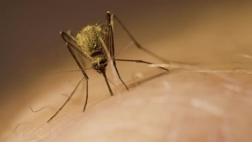 Une moustique femelle à l'abdomen plein de sang rouge suce la main d'un homme