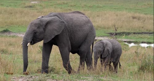 Afrikanischer Elefant, loxodonta africana, Kälber, Masai Mara Park in Kenia, Echtzeit 4K