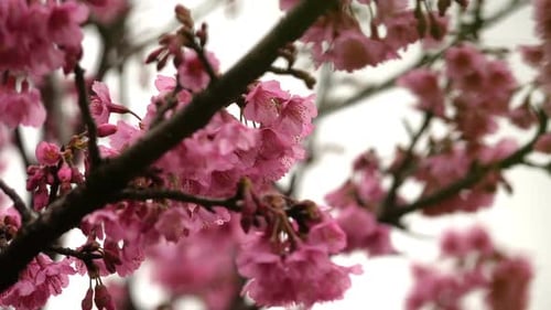 Close-up of Pink Cherry Blossoms in Spring