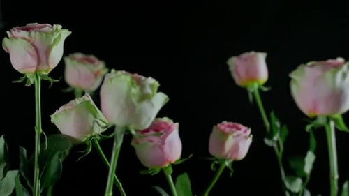 Rosen in der Luft