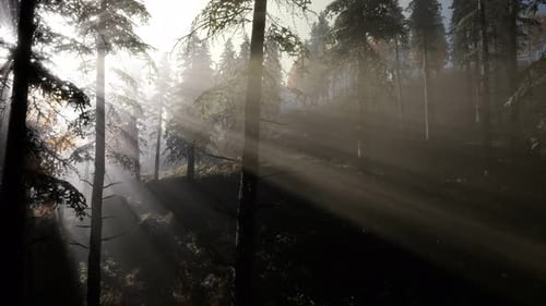 Calm Moody Forest in Misty Fog in the Morning
