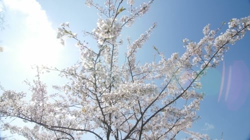 White Cherry Blossoms Blooming in Spring Sunlight